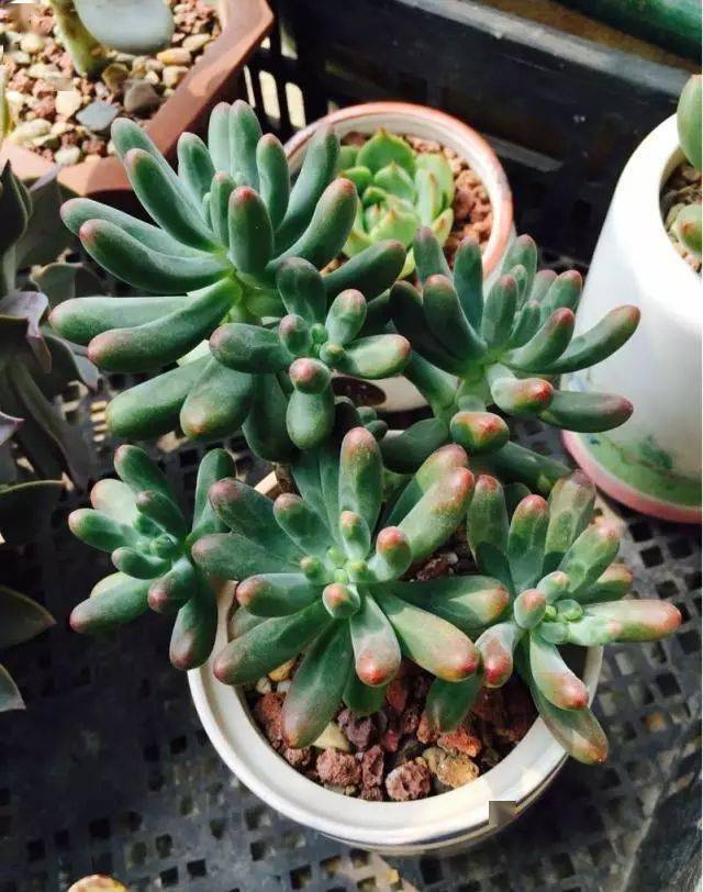 多肉黃麗怎么養(yǎng)成老樁_多肉黃麗的養(yǎng)殖方法和注意事項(xiàng)_如何養(yǎng)黃麗多肉