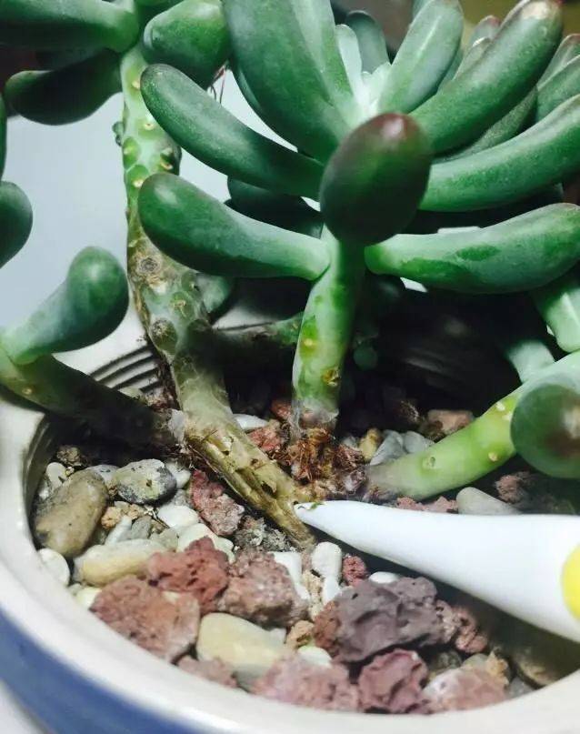 多肉黃麗的養(yǎng)殖方法和注意事項(xiàng)_如何養(yǎng)黃麗多肉_多肉黃麗怎么養(yǎng)成老樁