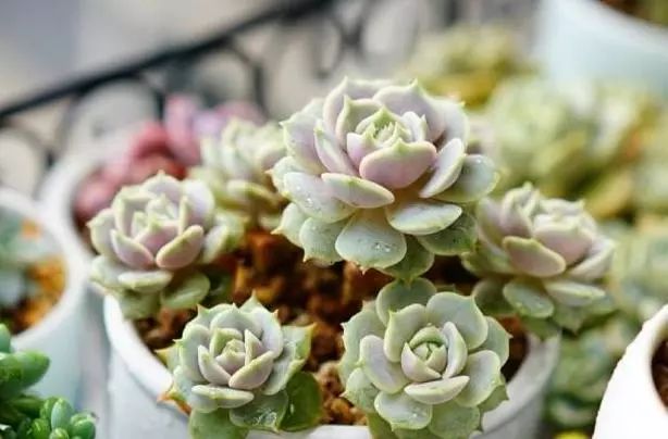 澆多肉水最好是什么水_多肉澆多少水合適_多肉澆水用啥水好