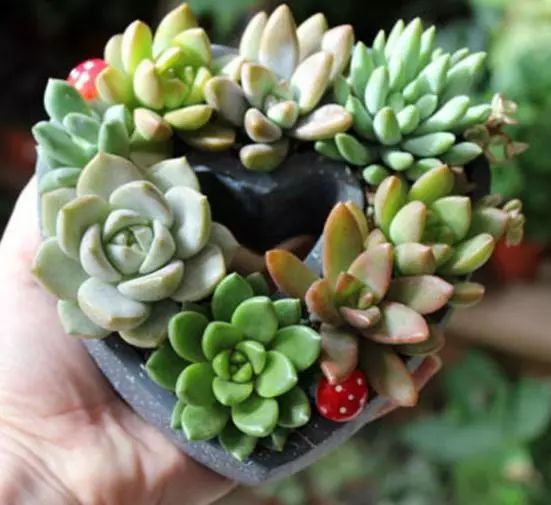 多肉澆水用啥水好_多肉澆多少水合適_澆多肉水最好是什么水