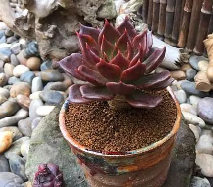 澆多肉水最好是什么水_多肉澆多少水合適_多肉澆水用啥水好