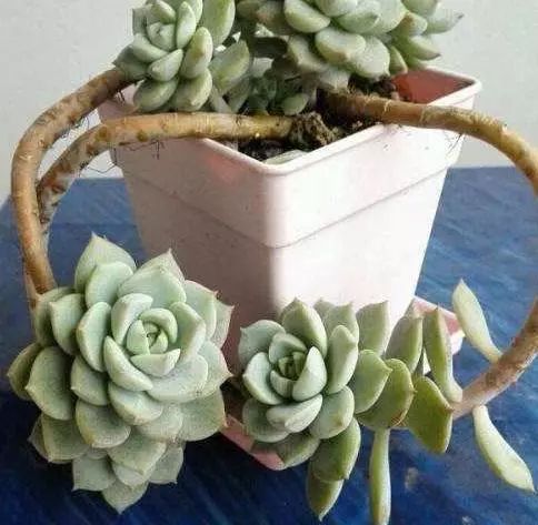 多肉澆水用啥水好_澆多肉水最好是什么水_多肉澆多少水合適