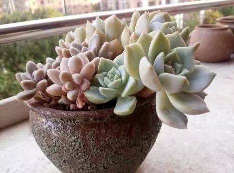 澆多肉水最好是什么水_多肉澆水用啥水好_多肉澆多少水合適