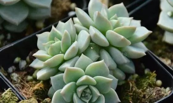 多肉澆多少水合適_澆多肉水最好是什么水_多肉澆水用啥水好