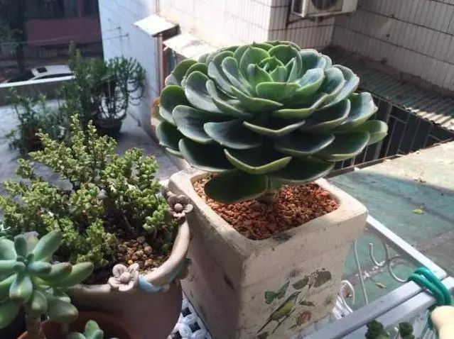 澆多肉水最好是什么水_多肉澆多少水合適_多肉澆水用啥水好