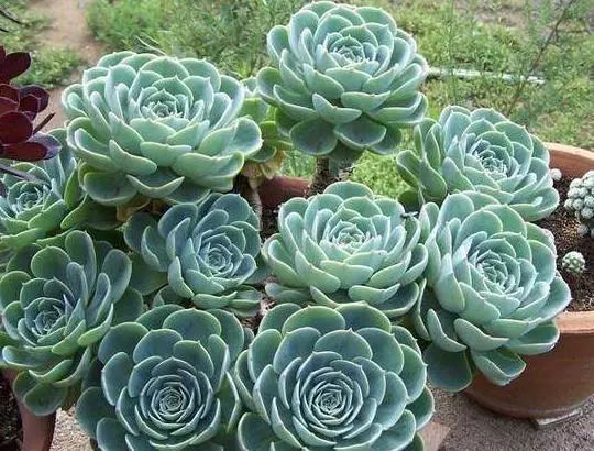 澆多肉水最好是什么水_多肉澆多少水合適_多肉澆水用啥水好