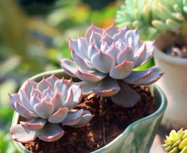 多肉澆多少水合適_多肉澆水用啥水好_澆多肉水最好是什么水