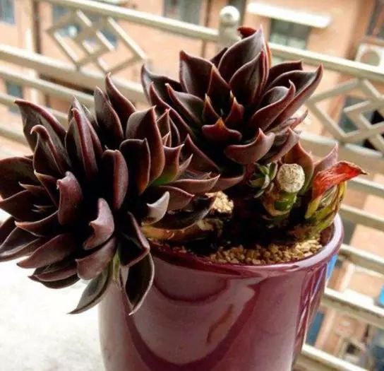 澆多肉水最好是什么水_多肉澆水用啥水好_多肉澆多少水合適