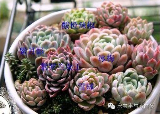 月影多肉植物_紅邊月影多肉_多肉月影怎么養(yǎng)