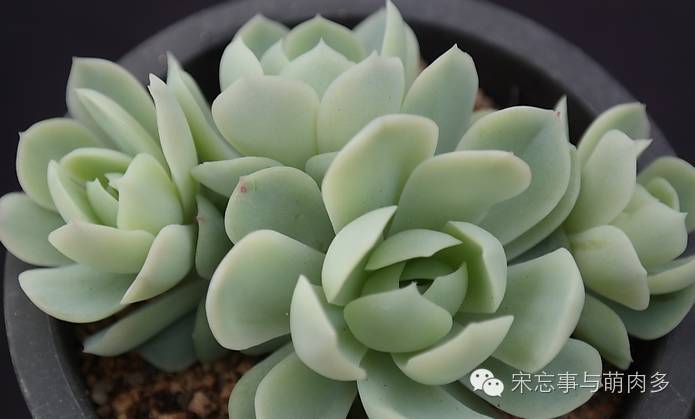 紅邊月影多肉_多肉月影怎么養(yǎng)_月影多肉植物