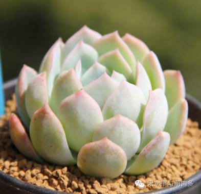 紅邊月影多肉_月影多肉植物_多肉月影怎么養(yǎng)