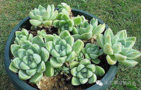 多肉月影怎么養(yǎng)_紅邊月影多肉_月影多肉植物