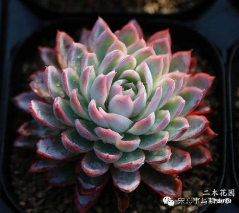 多肉月影怎么養(yǎng)_月影多肉植物_紅邊月影多肉