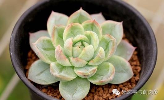 月影多肉植物_紅邊月影多肉_多肉月影怎么養(yǎng)