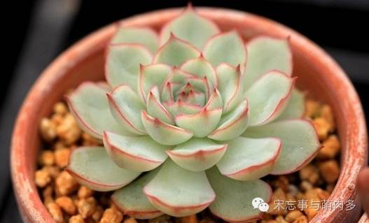 紅邊月影多肉_多肉月影怎么養(yǎng)_月影多肉植物