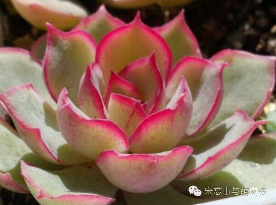 紅邊月影多肉_月影多肉植物_多肉月影怎么養(yǎng)