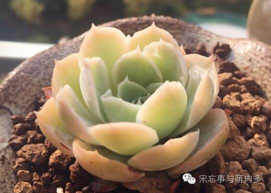 月影多肉植物_紅邊月影多肉_多肉月影怎么養(yǎng)