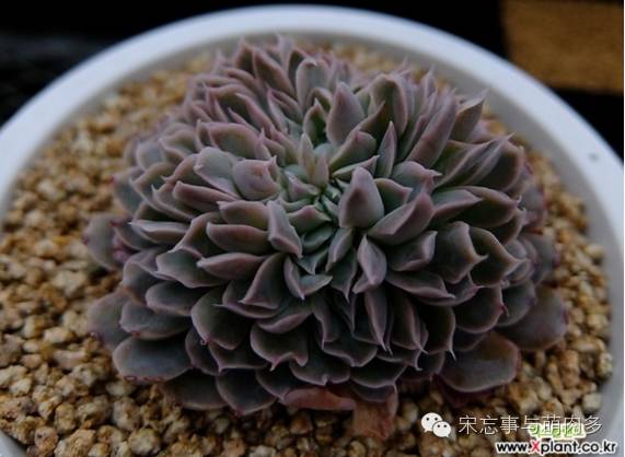 月影多肉植物_紅邊月影多肉_多肉月影怎么養(yǎng)