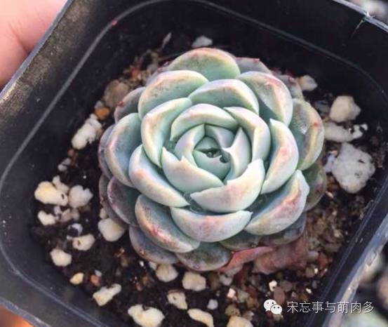 紅邊月影多肉_多肉月影怎么養(yǎng)_月影多肉植物