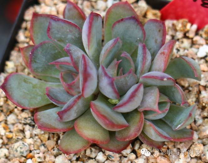 多肉月影怎么養(yǎng)_月影多肉植物_紅邊月影多肉
