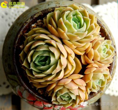 月影多肉植物_多肉月影怎么養(yǎng)_紅邊月影多肉