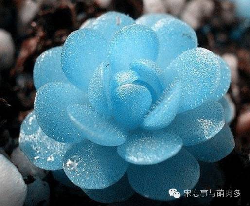 多肉月影怎么養(yǎng)_月影多肉植物_紅邊月影多肉