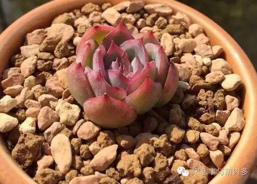 紅邊月影多肉_月影多肉植物_多肉月影怎么養(yǎng)