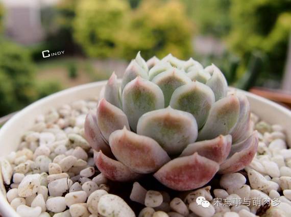 月影多肉植物_紅邊月影多肉_多肉月影怎么養(yǎng)