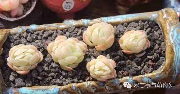 多肉月影怎么養(yǎng)_紅邊月影多肉_月影多肉植物