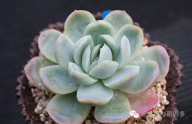 月影多肉植物_紅邊月影多肉_多肉月影怎么養(yǎng)