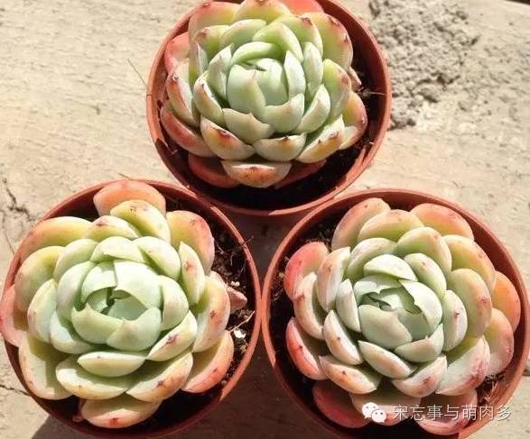 紅邊月影多肉_多肉月影怎么養(yǎng)_月影多肉植物