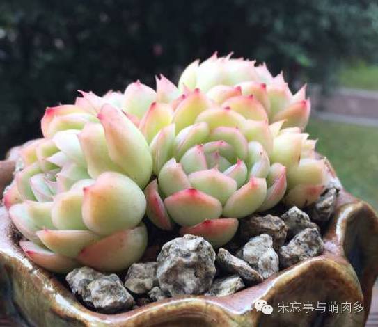 紅邊月影多肉_月影多肉植物_多肉月影怎么養(yǎng)