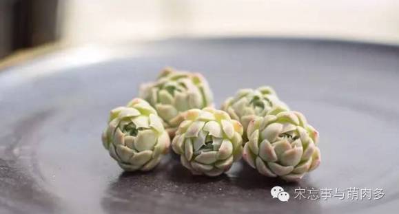 多肉月影怎么養(yǎng)_紅邊月影多肉_月影多肉植物