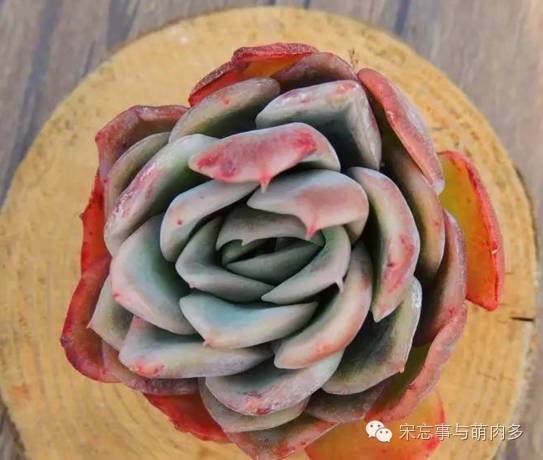 多肉月影怎么養(yǎng)_紅邊月影多肉_月影多肉植物