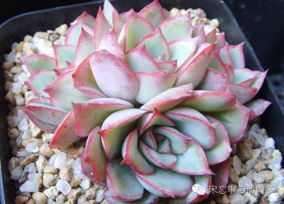 紅邊月影多肉_多肉月影怎么養(yǎng)_月影多肉植物