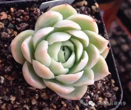 月影多肉植物_紅邊月影多肉_多肉月影怎么養(yǎng)