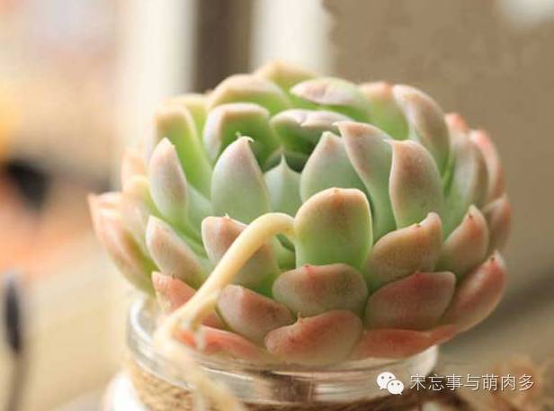 月影多肉植物_紅邊月影多肉_多肉月影怎么養(yǎng)