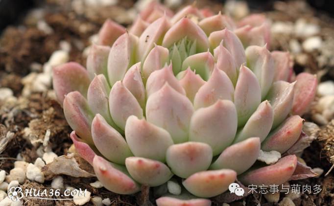 月影多肉植物_多肉月影怎么養(yǎng)_紅邊月影多肉