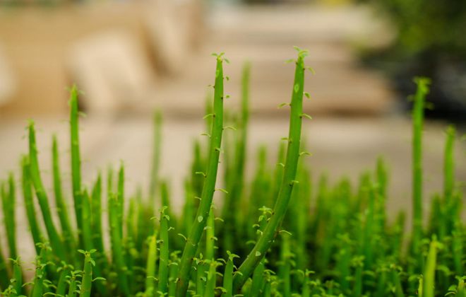 光棍樹多肉_光棍樹多肉怎么扦插_光棍樹多肉植物