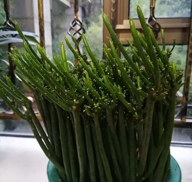 光棍樹多肉植物_光棍樹多肉怎么扦插_光棍樹多肉