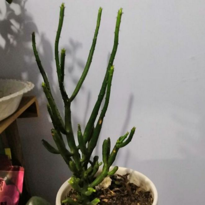 光棍樹多肉怎么扦插_光棍樹多肉植物_光棍樹多肉