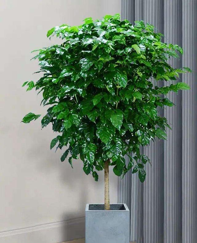 發(fā)財多肉的養(yǎng)殖方法_多肉發(fā)財樹怎么養(yǎng)殖_發(fā)財養(yǎng)殖樹多肉怎么養(yǎng)