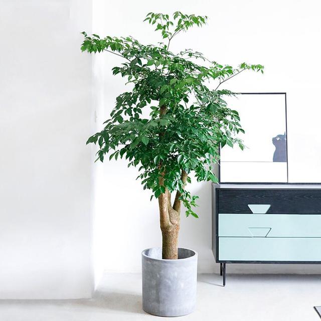 發(fā)財多肉的養(yǎng)殖方法_多肉發(fā)財樹怎么養(yǎng)殖_發(fā)財養(yǎng)殖樹多肉怎么養(yǎng)