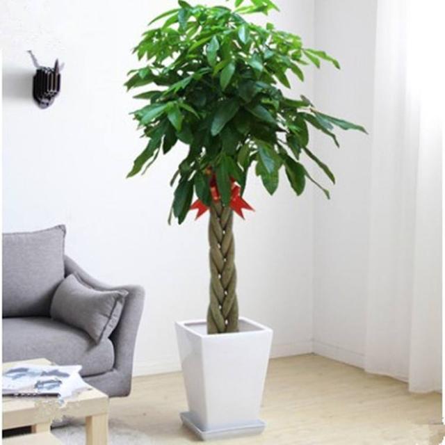 發(fā)財多肉的養(yǎng)殖方法_發(fā)財養(yǎng)殖樹多肉怎么養(yǎng)_多肉發(fā)財樹怎么養(yǎng)殖