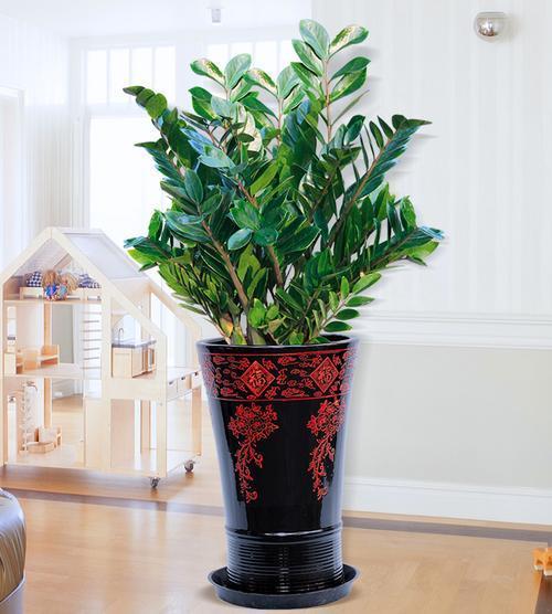 多肉發(fā)財樹怎么養(yǎng)殖_發(fā)財養(yǎng)殖樹多肉怎么養(yǎng)_發(fā)財多肉的養(yǎng)殖方法