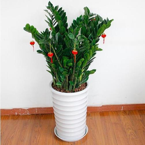 發(fā)財養(yǎng)殖樹多肉怎么養(yǎng)_發(fā)財多肉的養(yǎng)殖方法_多肉發(fā)財樹怎么養(yǎng)殖