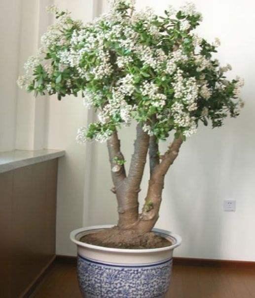 發(fā)財養(yǎng)殖樹多肉怎么養(yǎng)_多肉發(fā)財樹怎么養(yǎng)殖_發(fā)財多肉的養(yǎng)殖方法