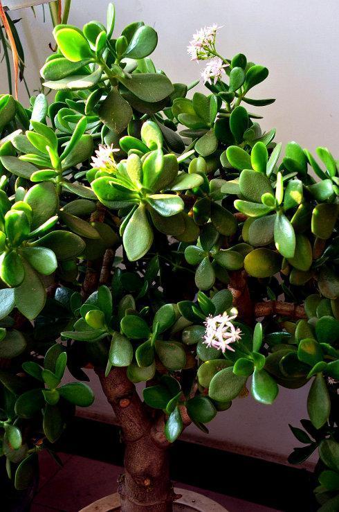 發(fā)財多肉的養(yǎng)殖方法_多肉發(fā)財樹怎么養(yǎng)殖_發(fā)財養(yǎng)殖樹多肉怎么養(yǎng)