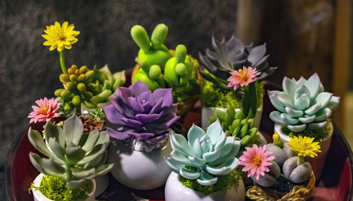 澆多肉的水需要曬嗎_多肉需要幾天澆一次水_多肉植物澆水要澆透嗎