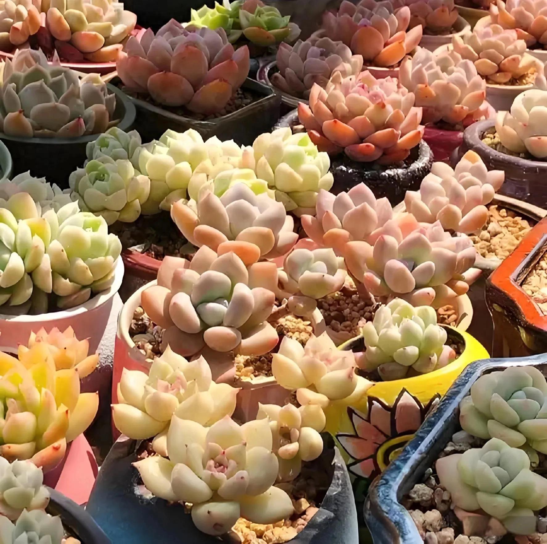 養(yǎng)活植物多肉好養(yǎng)嗎_多肉植物好養(yǎng)活嗎?_植物多肉好養(yǎng)嗎